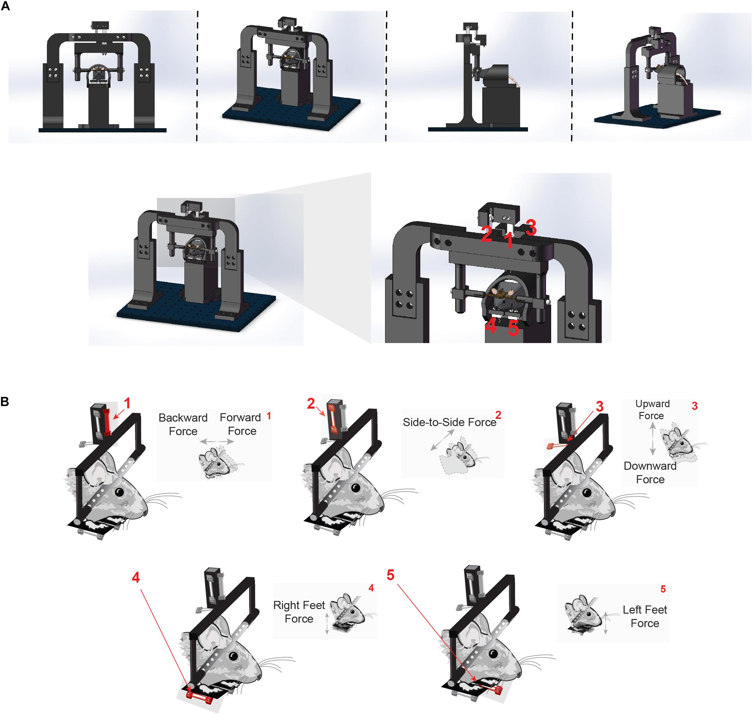 3D pose estimation enables virtual head fixation in freely moving rats -  ScienceDirect