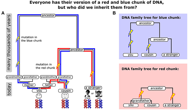 Figure 1 - (A) We show two different chunks of DNA in red and blue and how they were passed through our ancestors.