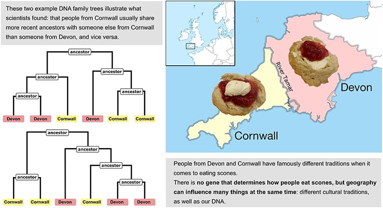 Figure 2 - Scientists have found small differences in DNA even among people from very nearby regions, such as Devon and Cornwall in England.