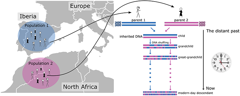 Figure 3 - DNA can be used like a clock to figure out when two populations likely came together.