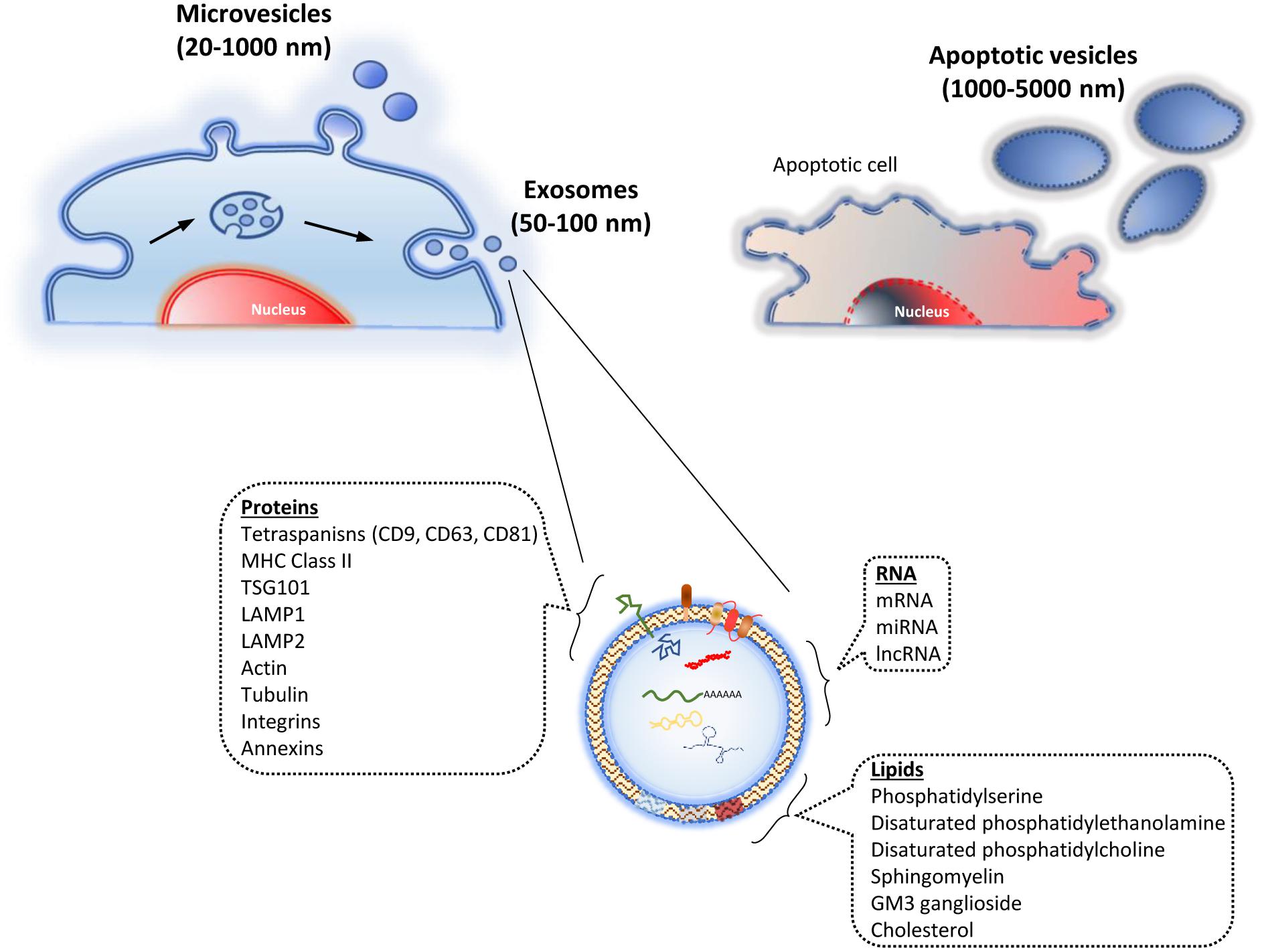 Mesenchymal stromal/stem cell-derived extracellular vesicles in tissue  repair: challenges and opportunities. - Abstract - Europe PMC