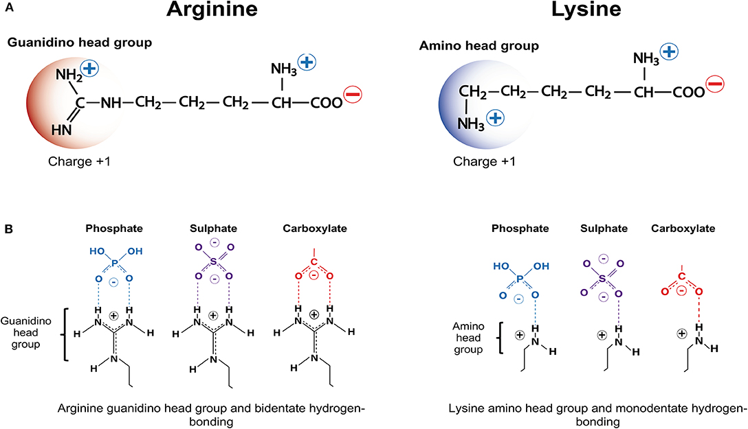 Frontiers Cationic Arginine Rich Peptides Carps A Novel Class Of Neuroprotective Agents With A Multimodal Mechanism Of Action Neurology