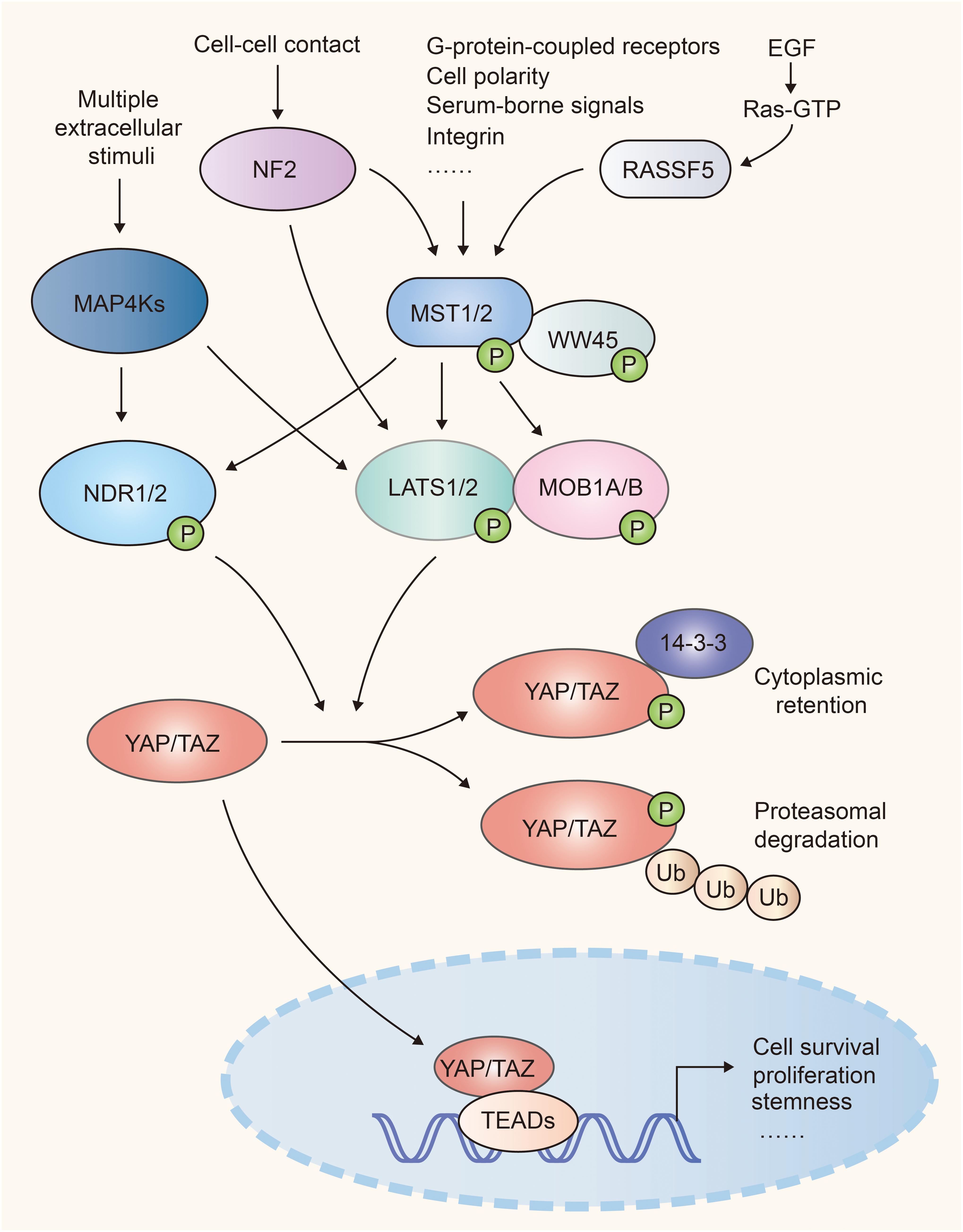 Product Vernietigen bad Frontiers | The Crosstalk Between Hippo-YAP Pathway and Innate Immunity