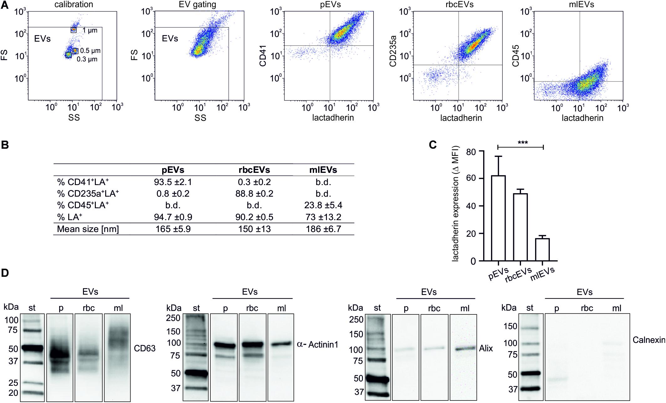 Frontiers Extracellular Vesicles Derived From Platelets Red Blood Cells And Monocyte Like Cells Differ Regarding Their Ability To Induce Factor Xii Dependent Thrombin Generation Cell And Developmental Biology
