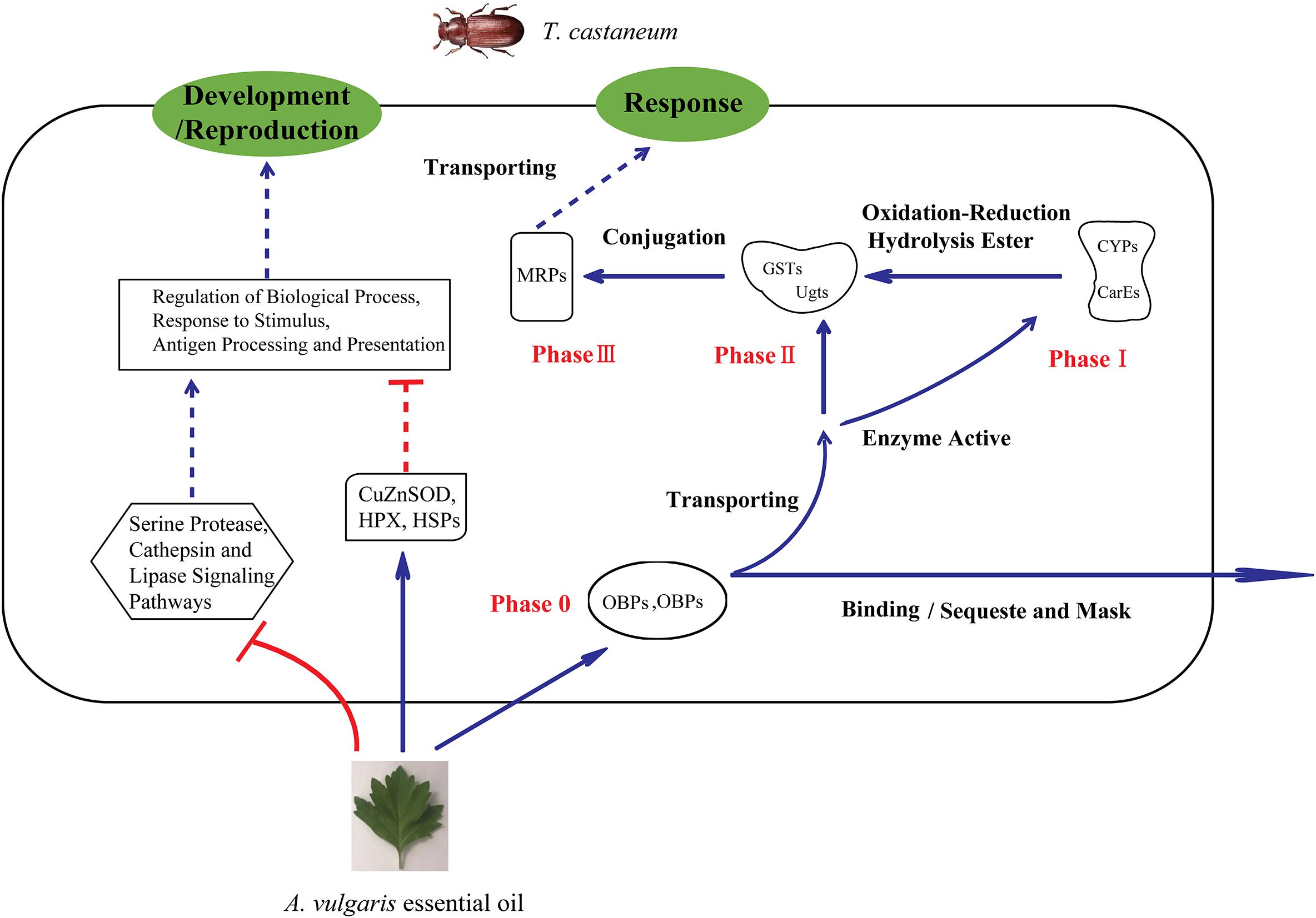 Ovicidal and repellent activities of several plant essential oils against  Periplaneta americana L. and enhanced activities from their combined  formulation