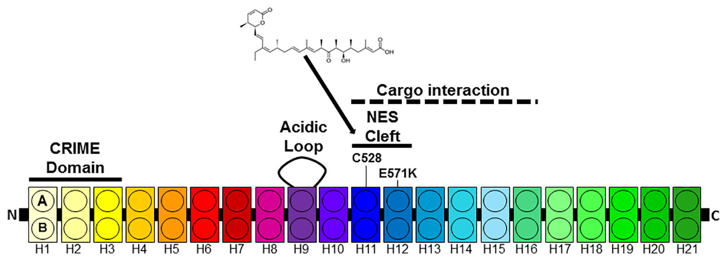 Frontiers Small Molecule Inhibitors Of Crm1 Pharmacology