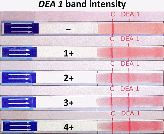 Frontiers | Survey of Blood Groups DEA 1, DEA 4, DEA 5, Dal, and Kai 1/Kai  2 in Different Canine Breeds From a Diagnostic Laboratory in Germany