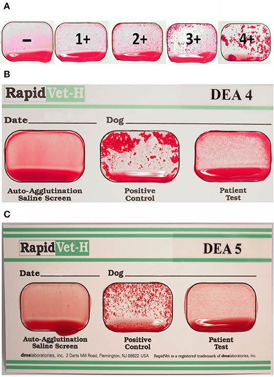 how many canine blood types are there