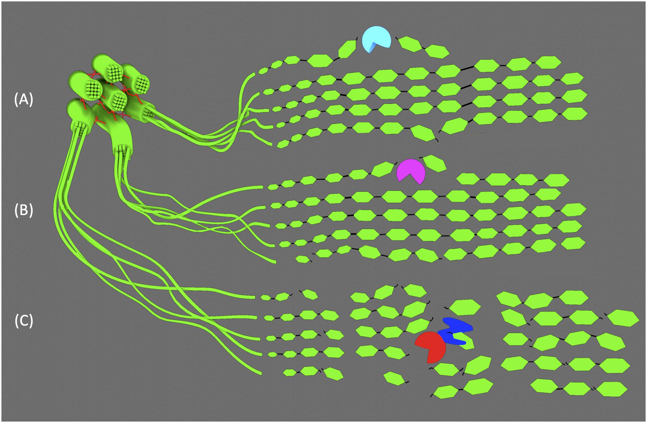 Frontiers | Engineering of Bioenergy Crops: Dominant Genetic