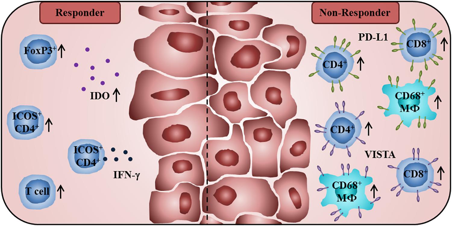 Frontiers Characteristics Of Tumor Infiltrating Lymphocytes Prior To And During Immune Checkpoint Inhibitor Therapy Immunology