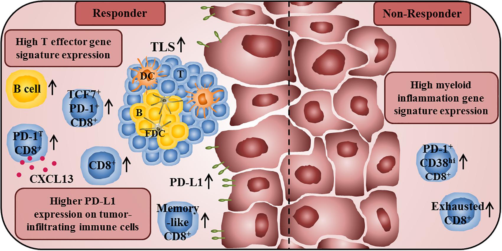 Frontiers Characteristics Of Tumor Infiltrating Lymphocytes Prior To And During Immune Checkpoint Inhibitor Therapy Immunology