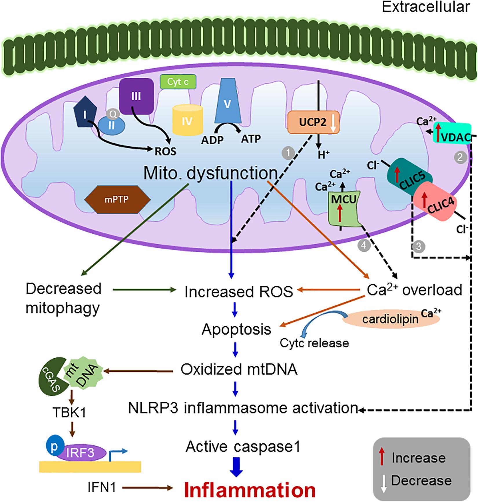 Mitochondria shed their outer membrane in response to infection-induced  stress