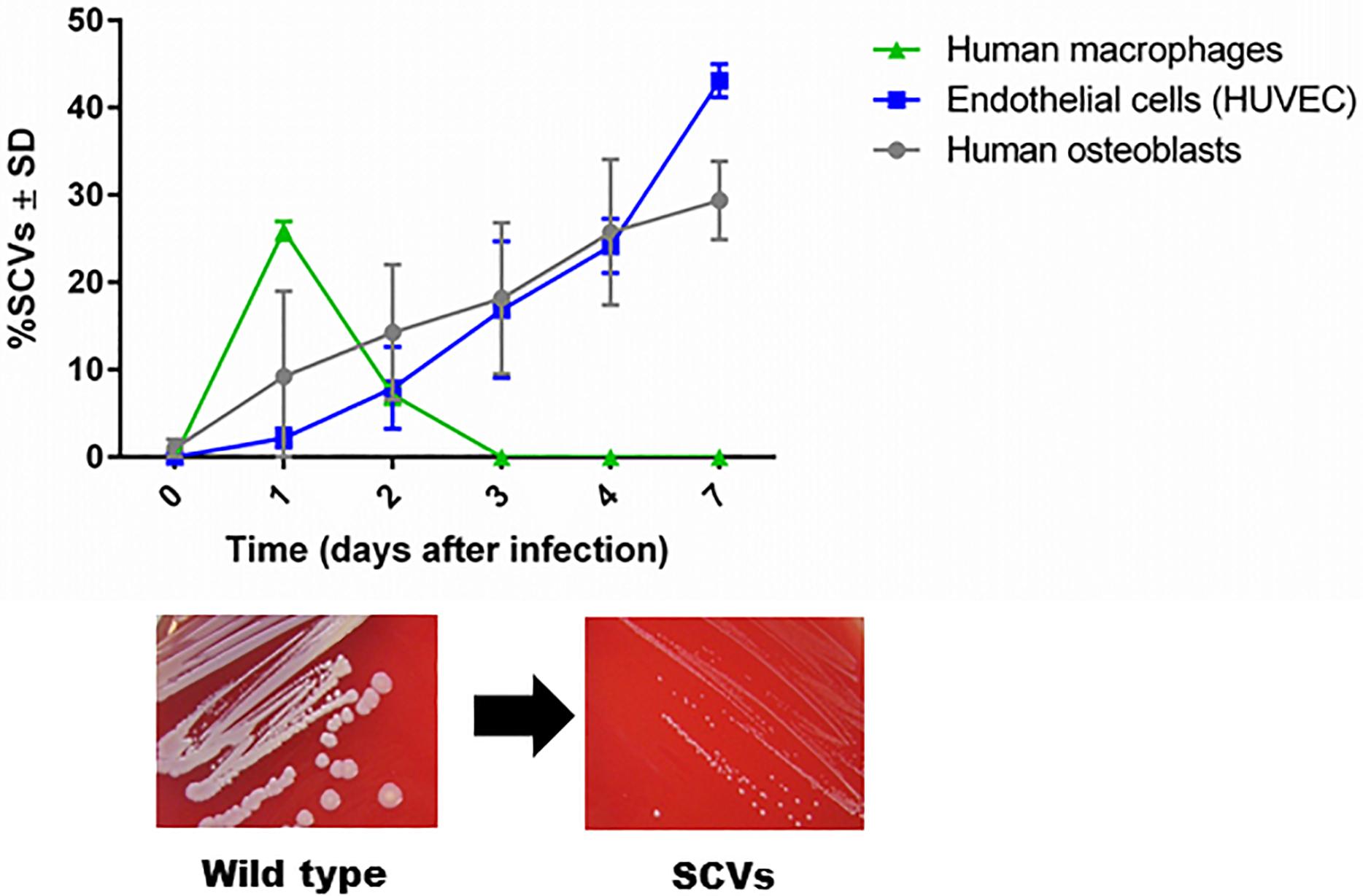 Frontiers  Selective Host Cell Death by Staphylococcus aureus: A Strategy  for Bacterial Persistence