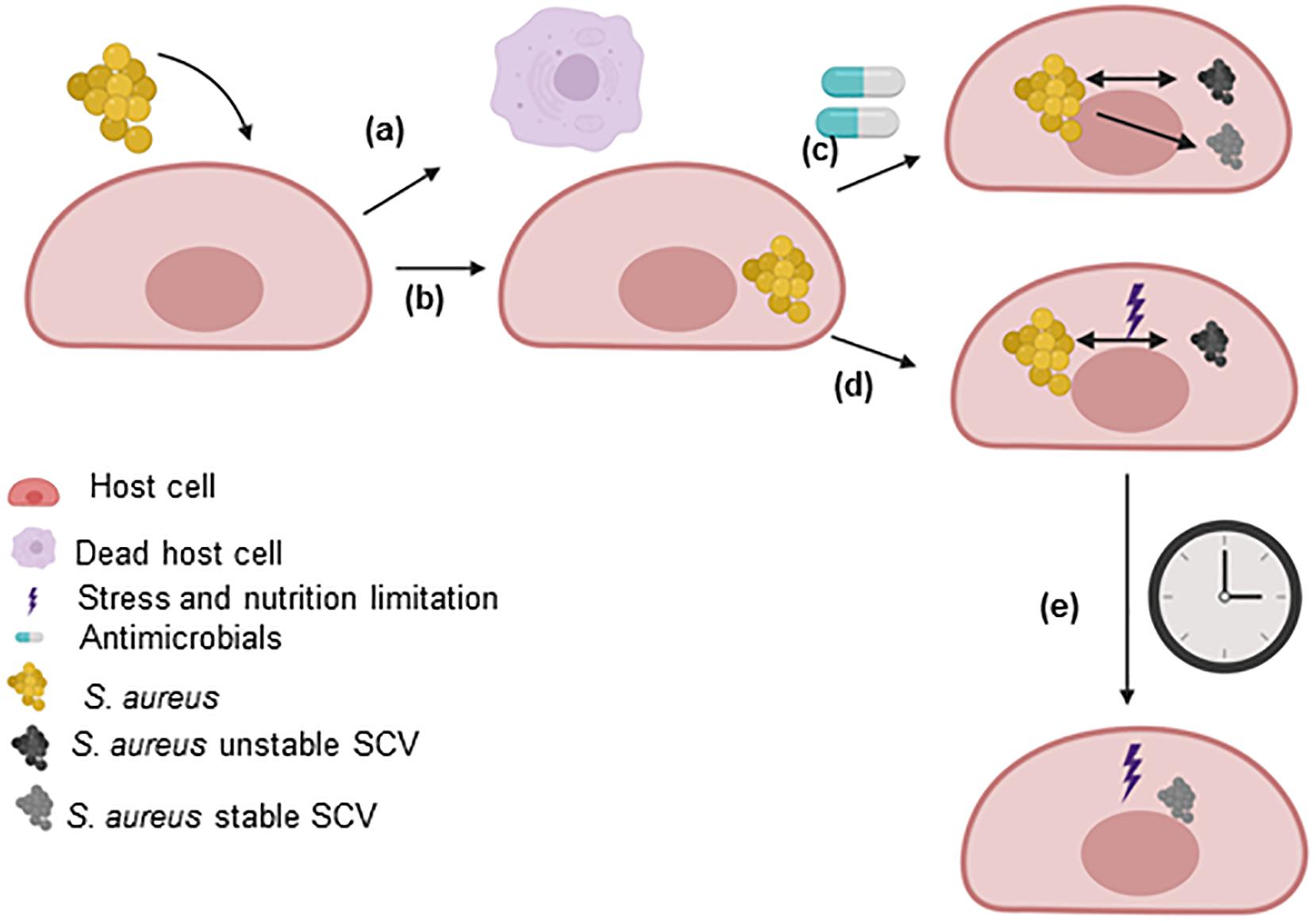 Staphylococcus Aureus Life Cycle