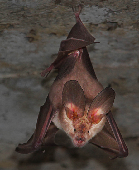 Figure 5 - The special outer ear structure of many bats allows them to accurately determine the location of objects.