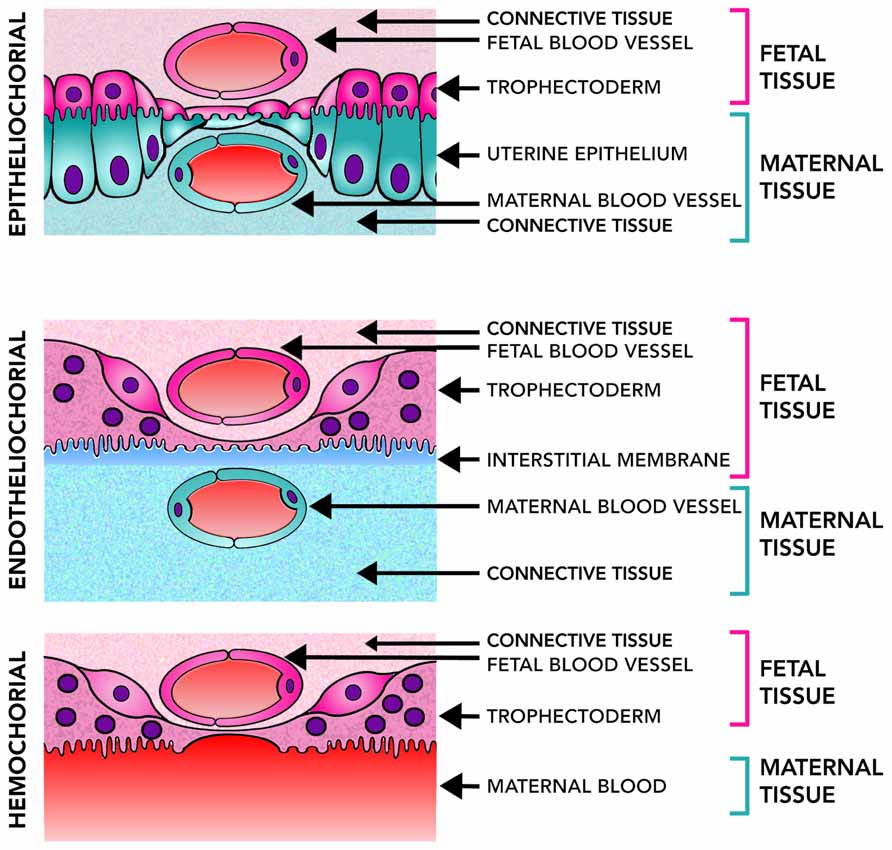 Frontiers | Maternal-fetal unit interactions and eutherian neocortical  development and evolution