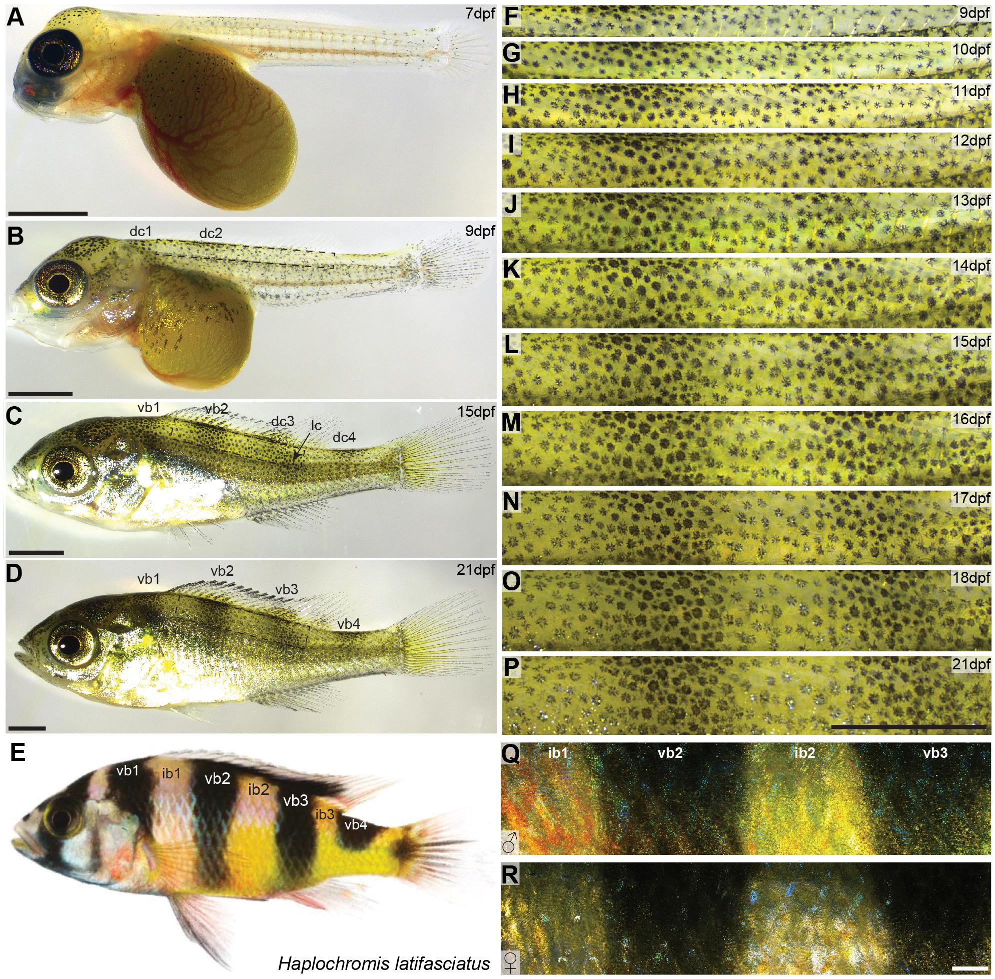 Frontiers | Developmental and Cellular Basis of Vertical Bar Color