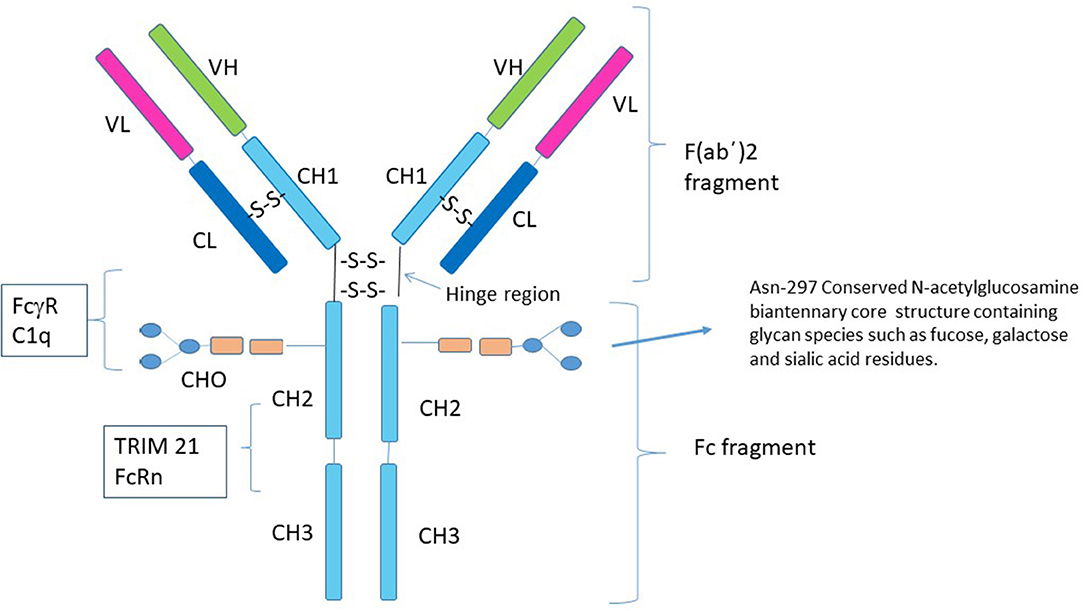 Antibody Fc