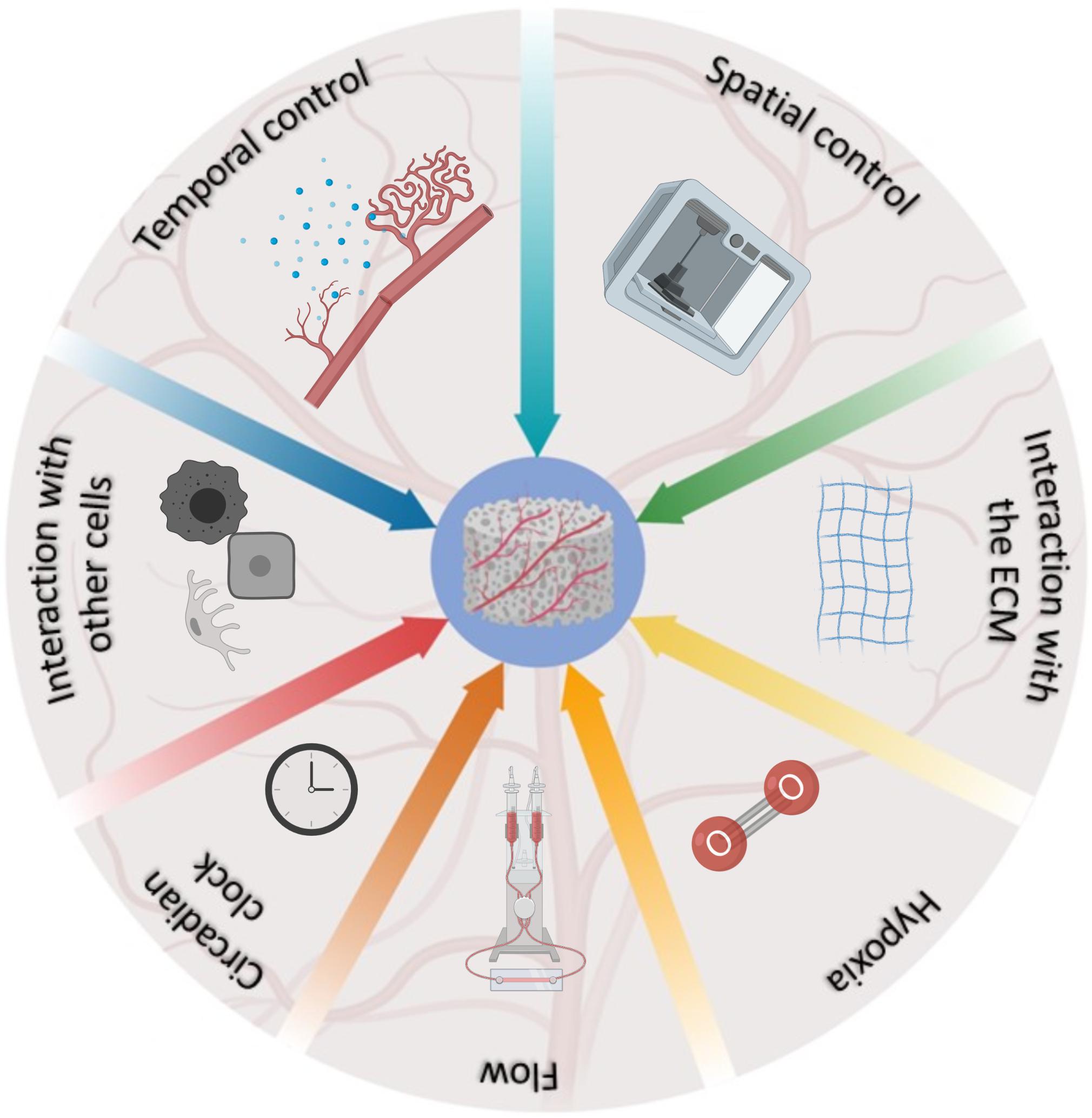 Anti-angiogenesis in regenerative medicine