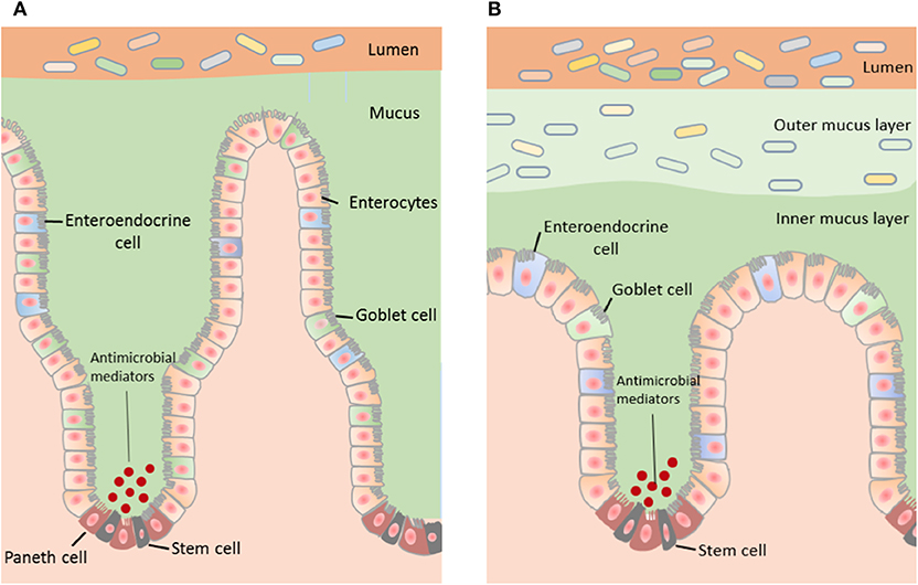 Frontiers The Role Of The Gastrointestinal Mucus System In Intestinal Homeostasis Implications For Neurological Disorders Cellular And Infection Microbiology