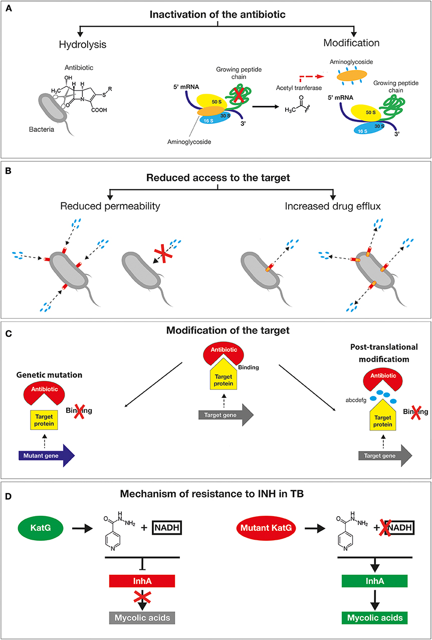 Frontiers  Antibiotic Treatment, Mechanisms for Failure, and Adjunctive  Therapies for Infections by Group A Streptococcus