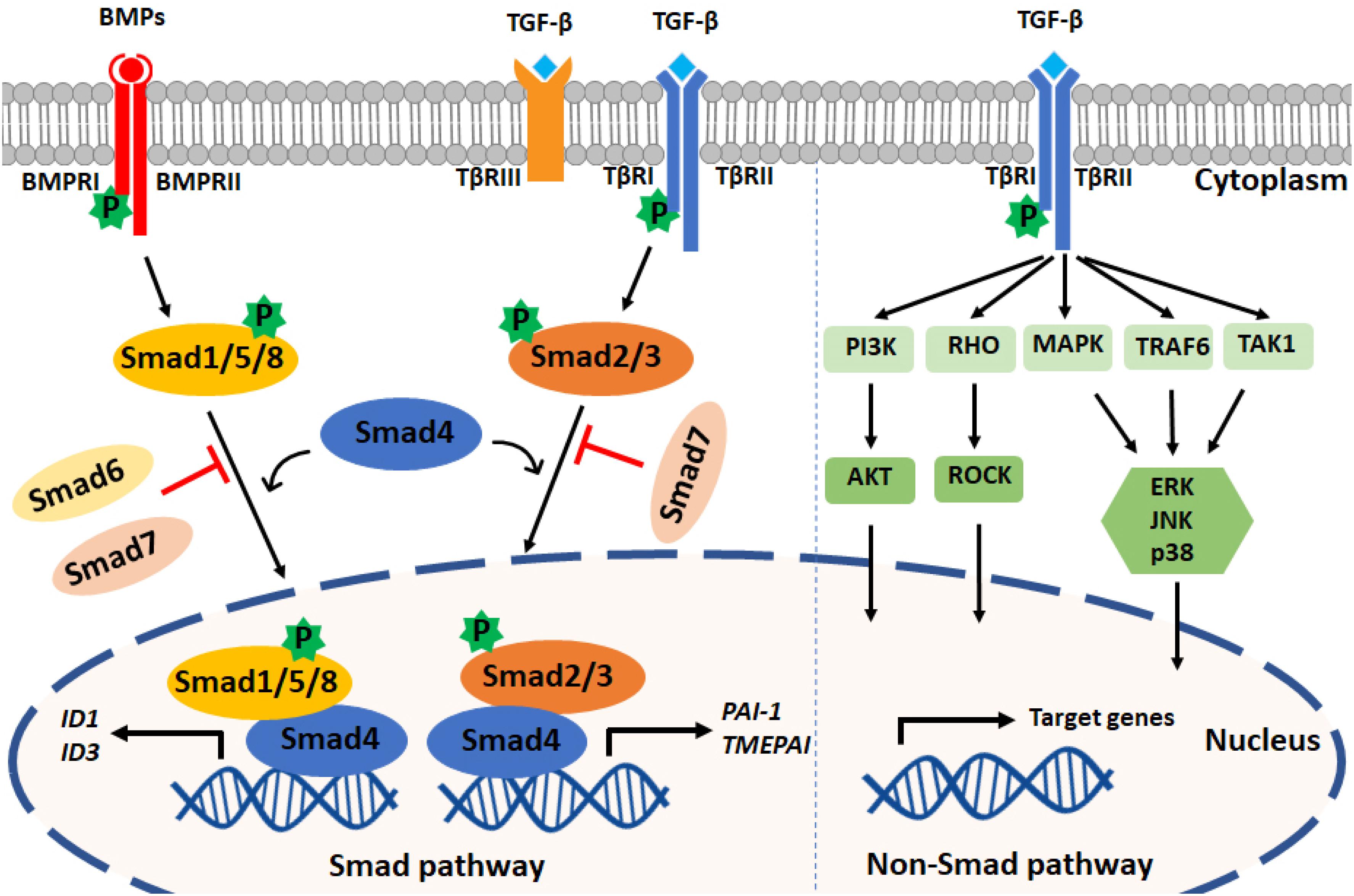 Frontiers Tgf B Induced Endothelial To Mesenchymal Transition In Disease And Tissue Engineering Cell And Developmental Biology