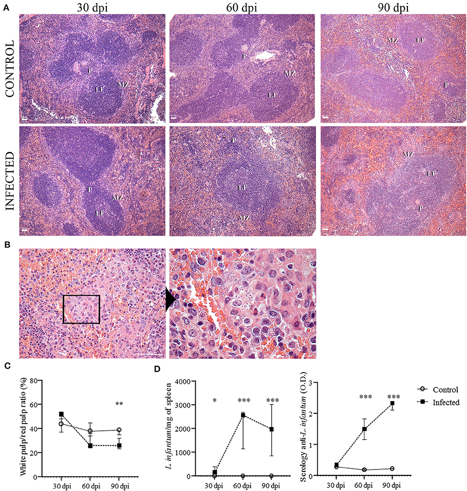 Frontiers Phenotypical Characterization Of Spleen Remodeling In Murine Experimental Visceral Leishmaniasis Immunology