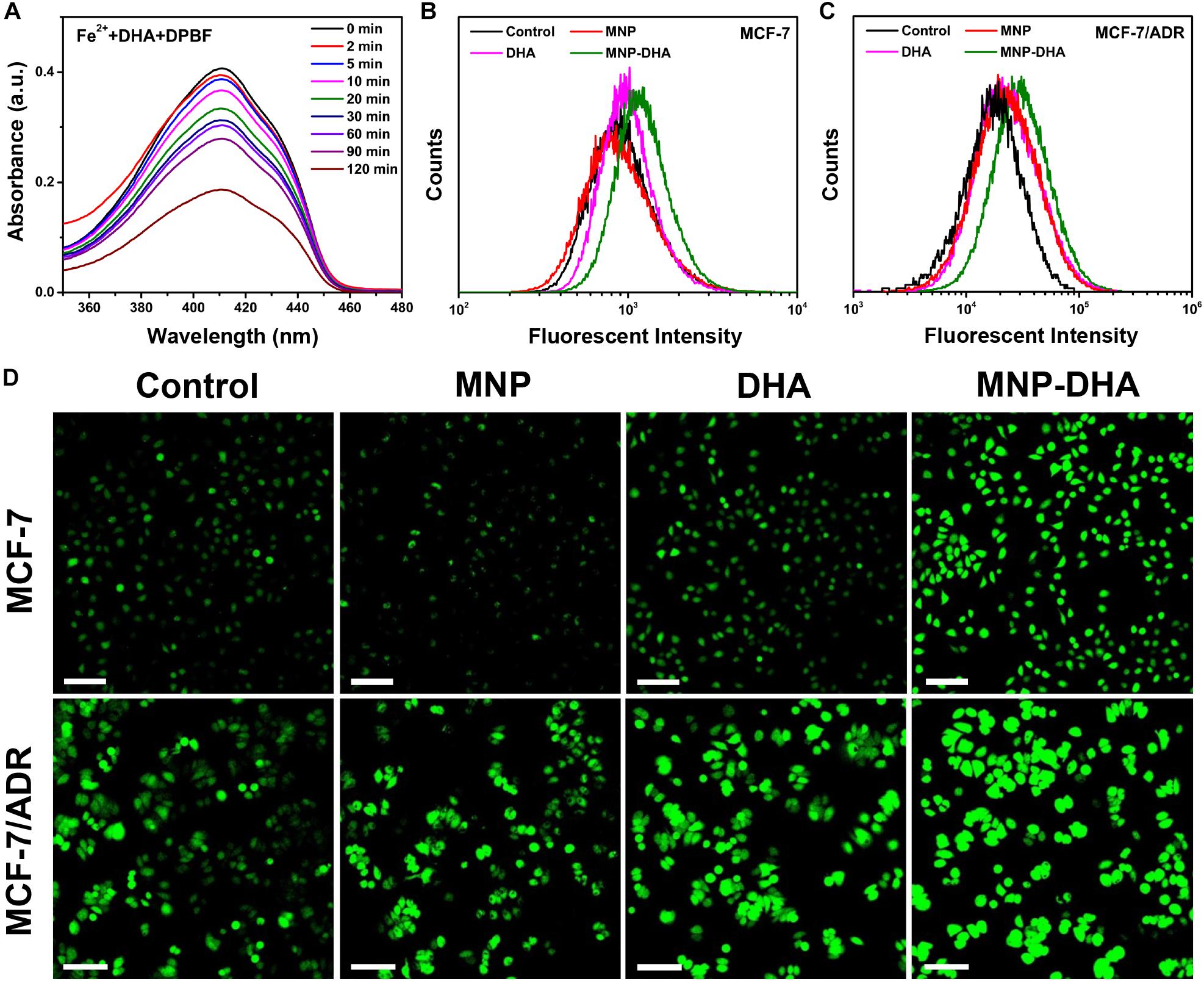 Frontiers | Dihydroartemisinin-Loaded Magnetic Nanoparticles