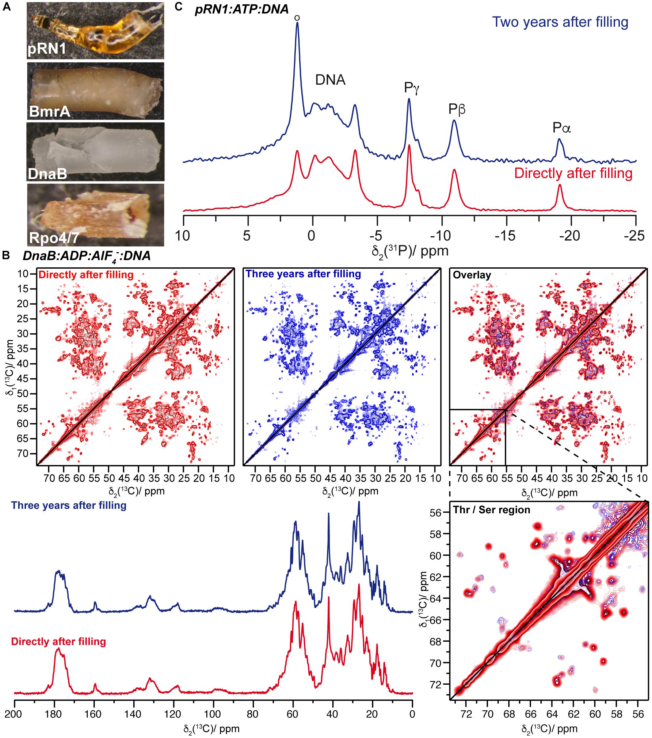 Sedimentation Yields Stable Protein Samples as Shown Solid-State NMR