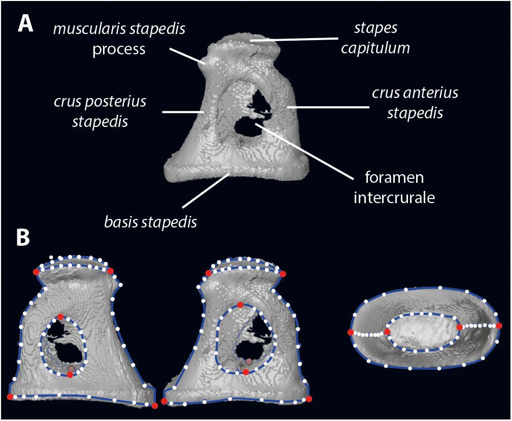 Stapes morphology (based on Hydropotes inermis NMB 9892). (A