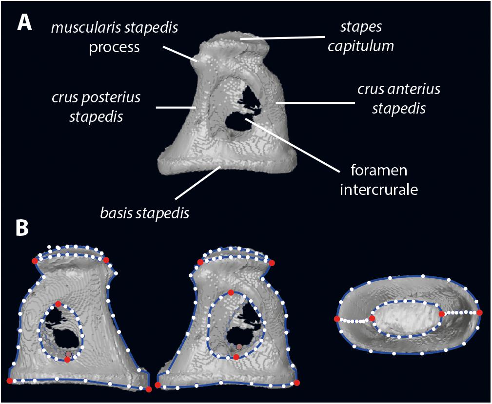 Detail of stapes human middle ear bone - Stock Image - C005/8798