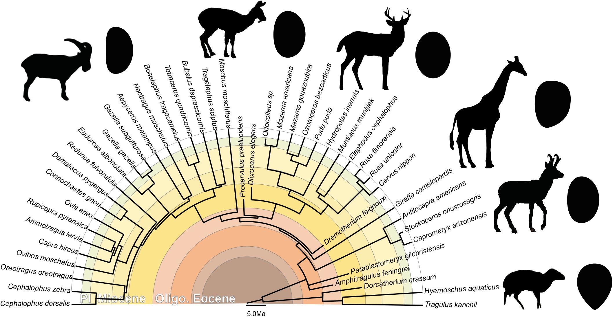 Stapes morphology (based on Hydropotes inermis NMB 9892). (A