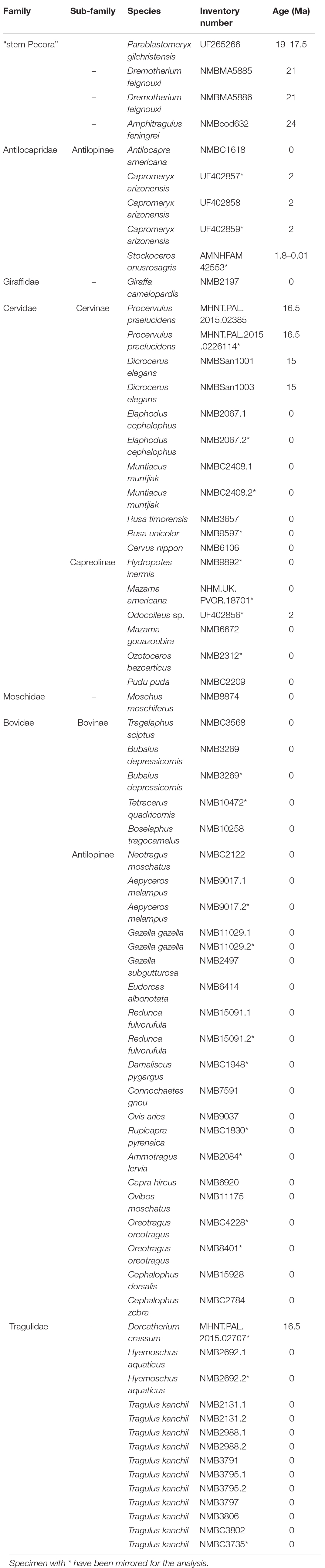 Stapes morphology (based on Hydropotes inermis NMB 9892). (A