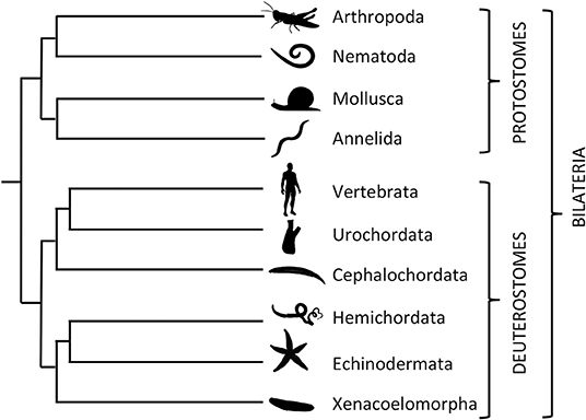 hormones of invertebrates