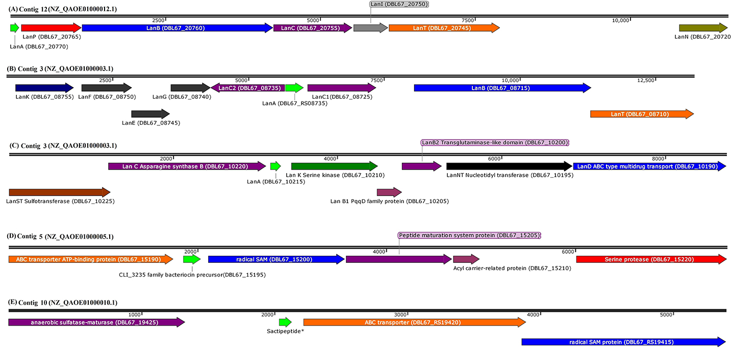 Frontiers The Discovery Of New Antilisterial Proteins From Paenibacillus Polymyxa Kp10 Via Genome Mining And Mass Spectrometry Microbiology