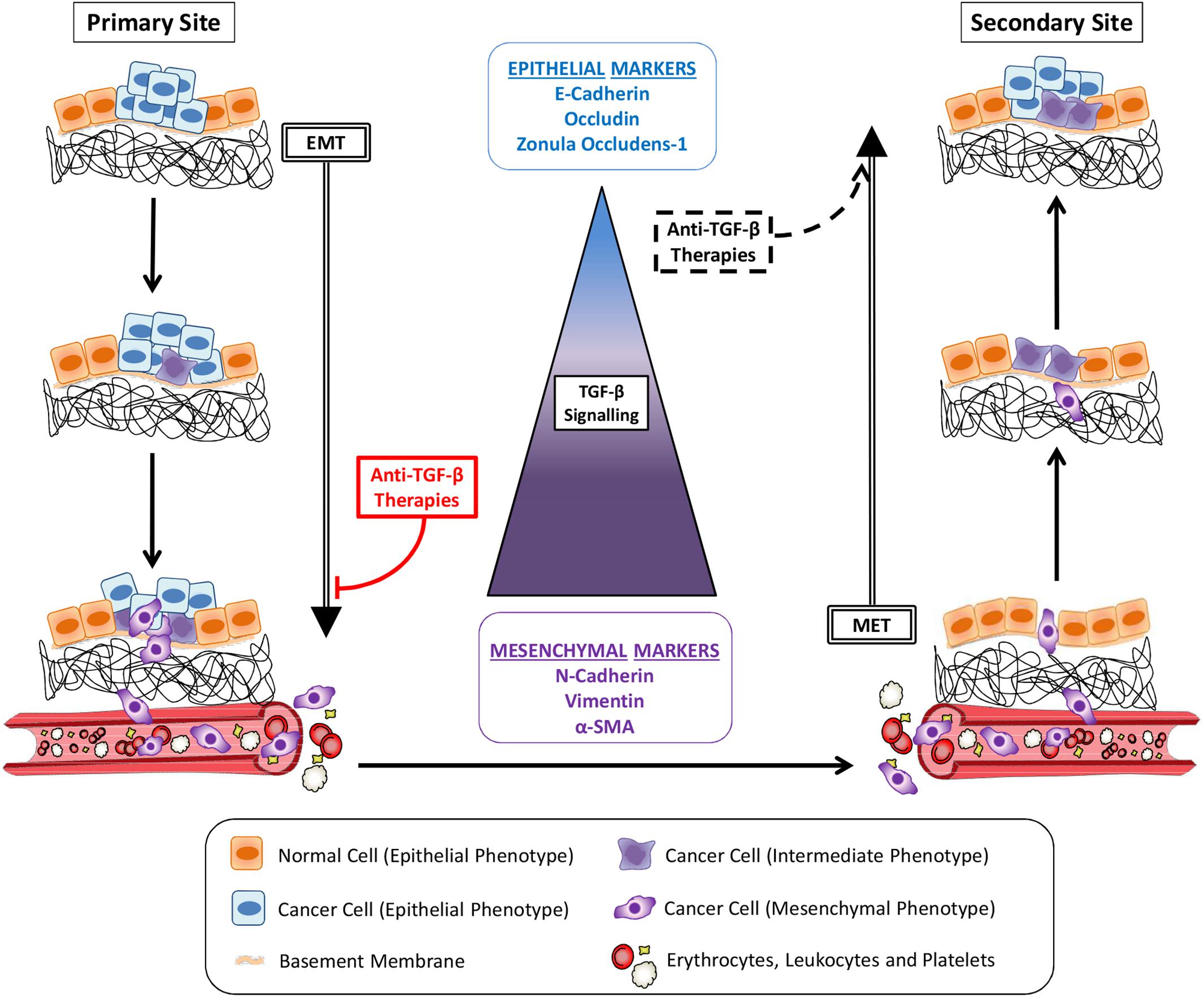 how early can mesothelioma be detected telegra ph