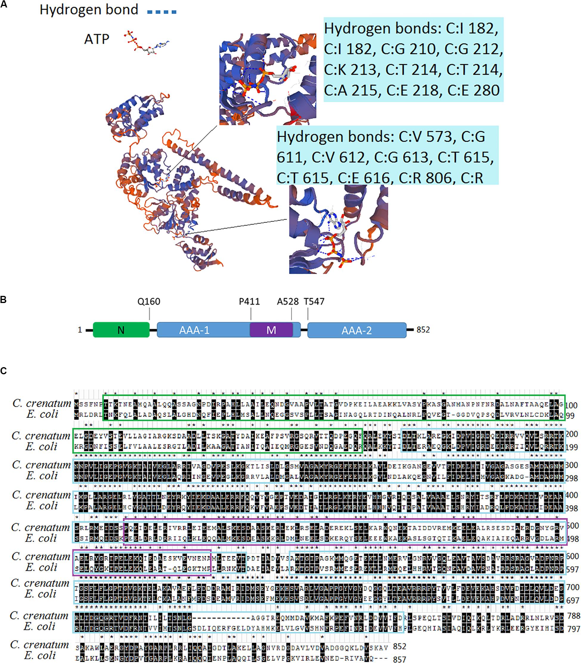 Frontiers Role Of Clpb From Corynebacterium Crenatum In Thermal Stress And Arginine Fermentation Microbiology