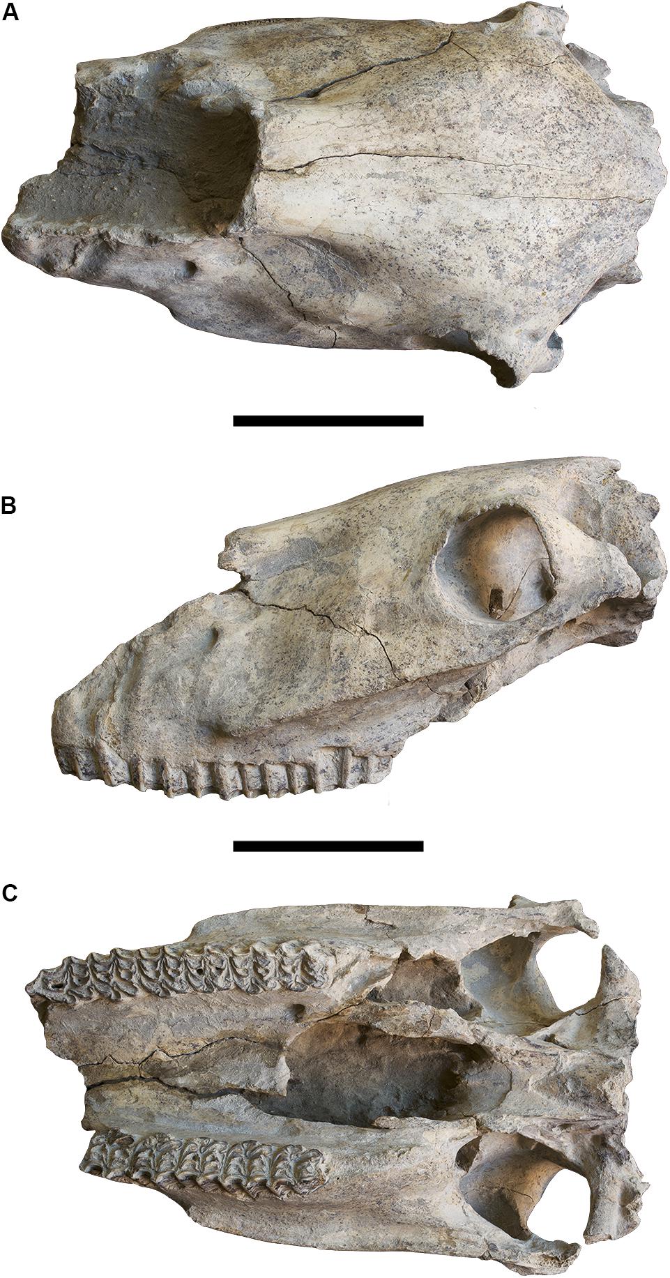 Frontiers  Allometric and Phylogenetic Aspects of Stapes