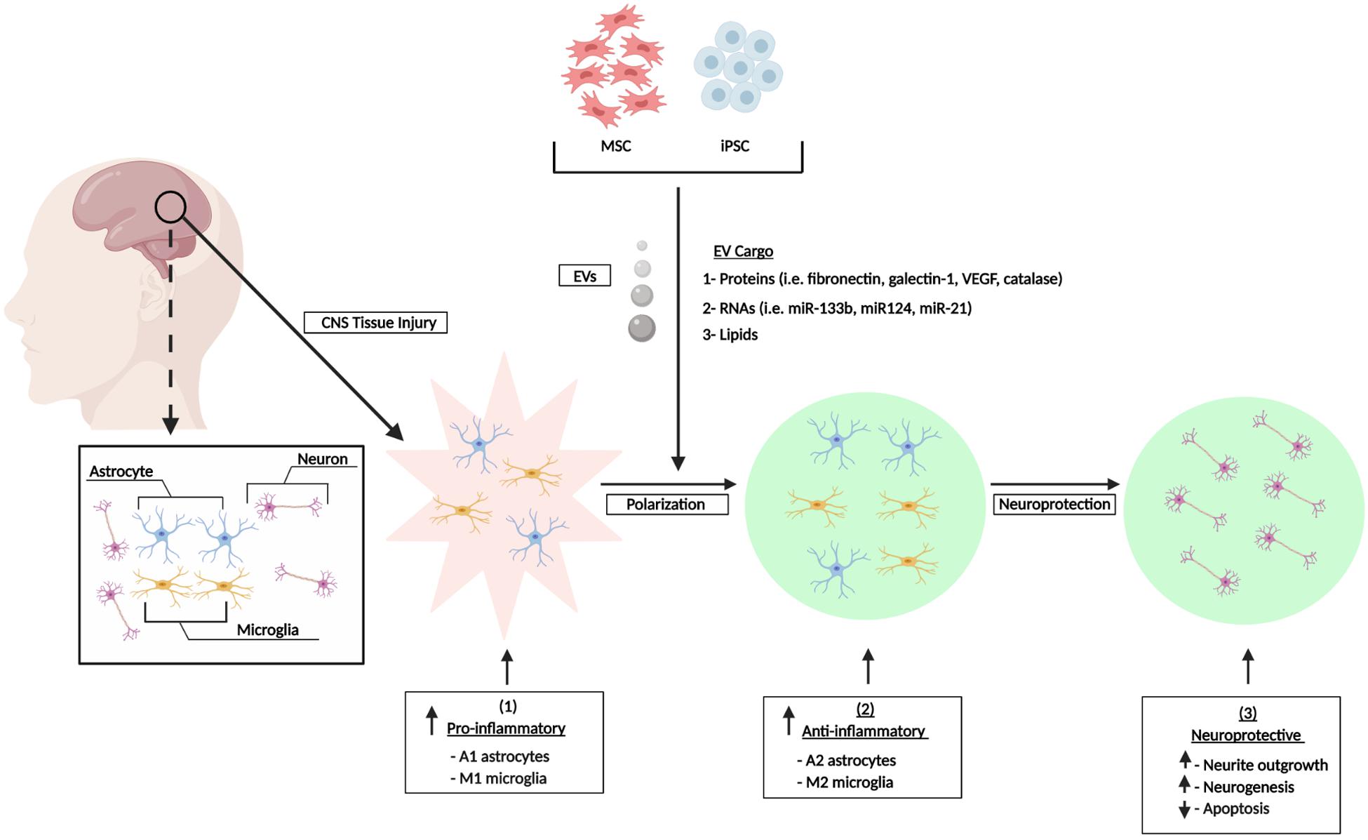 miR-130a and Tgfβ Content in Extracellular Vesicles Derived from