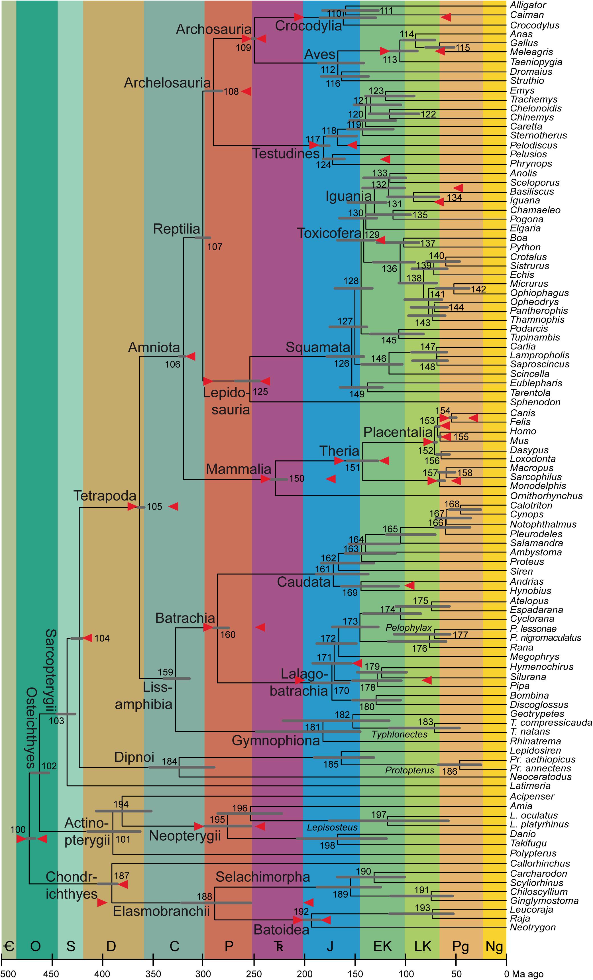 Frontiers  The Making of Calibration Sausage Exemplified by Recalibrating  the Transcriptomic Timetree of Jawed Vertebrates