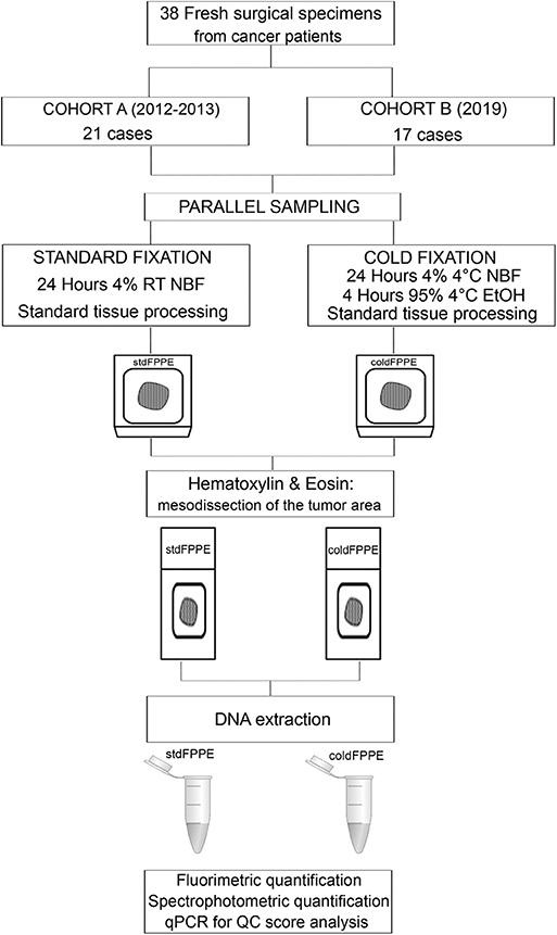 Formalin-fixed, Paraffin-embedded (FFPE) Tissue Block - Research