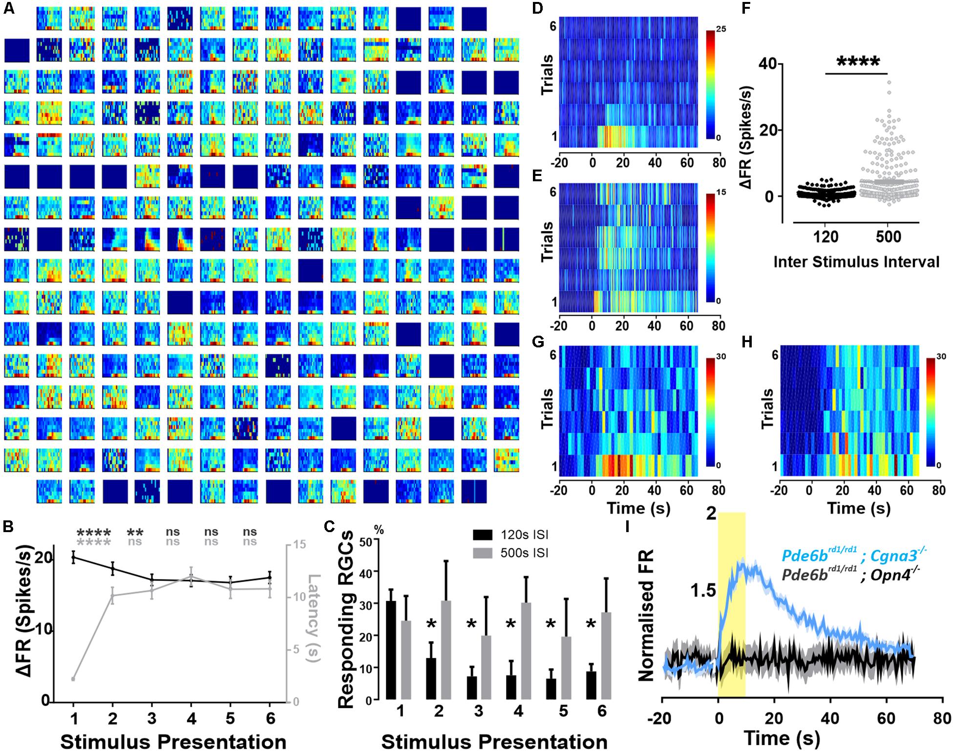 Frontiers  Intrinsically Photosensitive Retinal Ganglion Cells of the  Human Retina