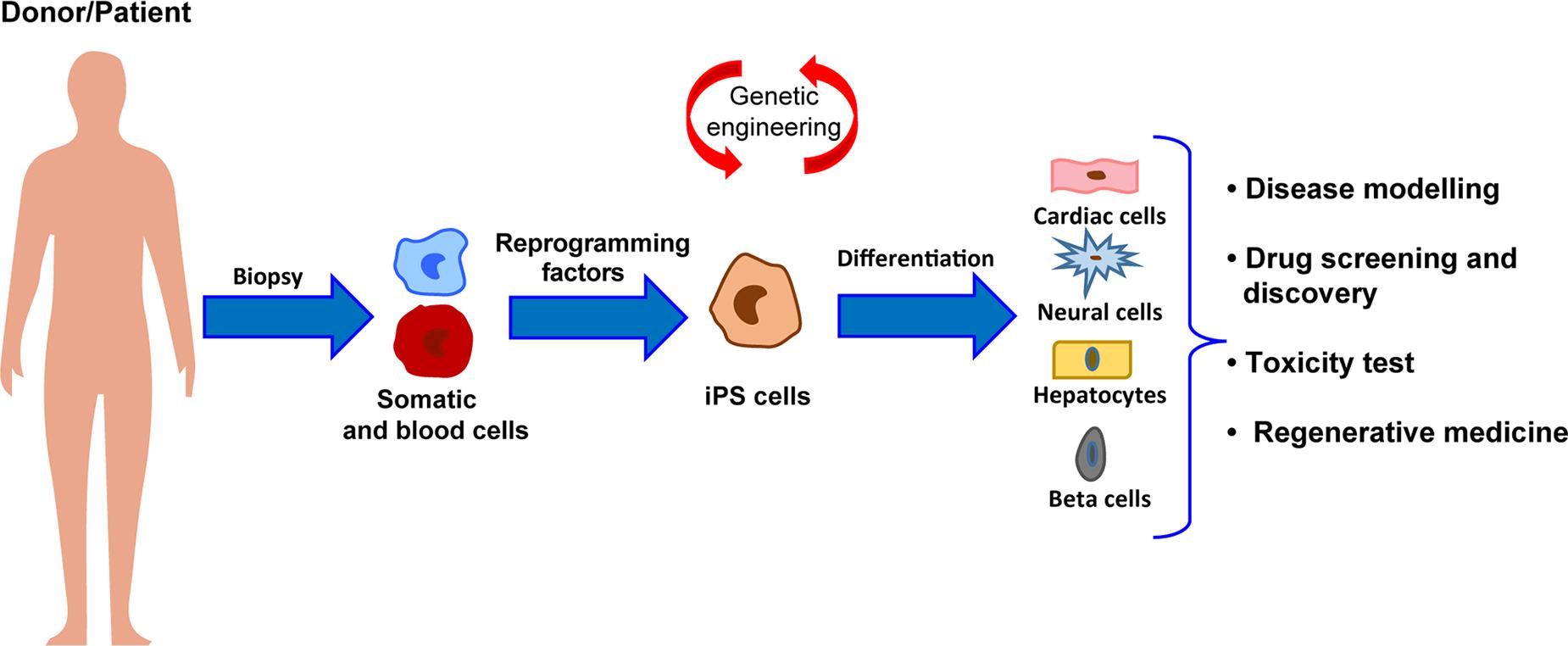 Innovative approach brings cell-reprogramming therapy for heart failure  closer to reality