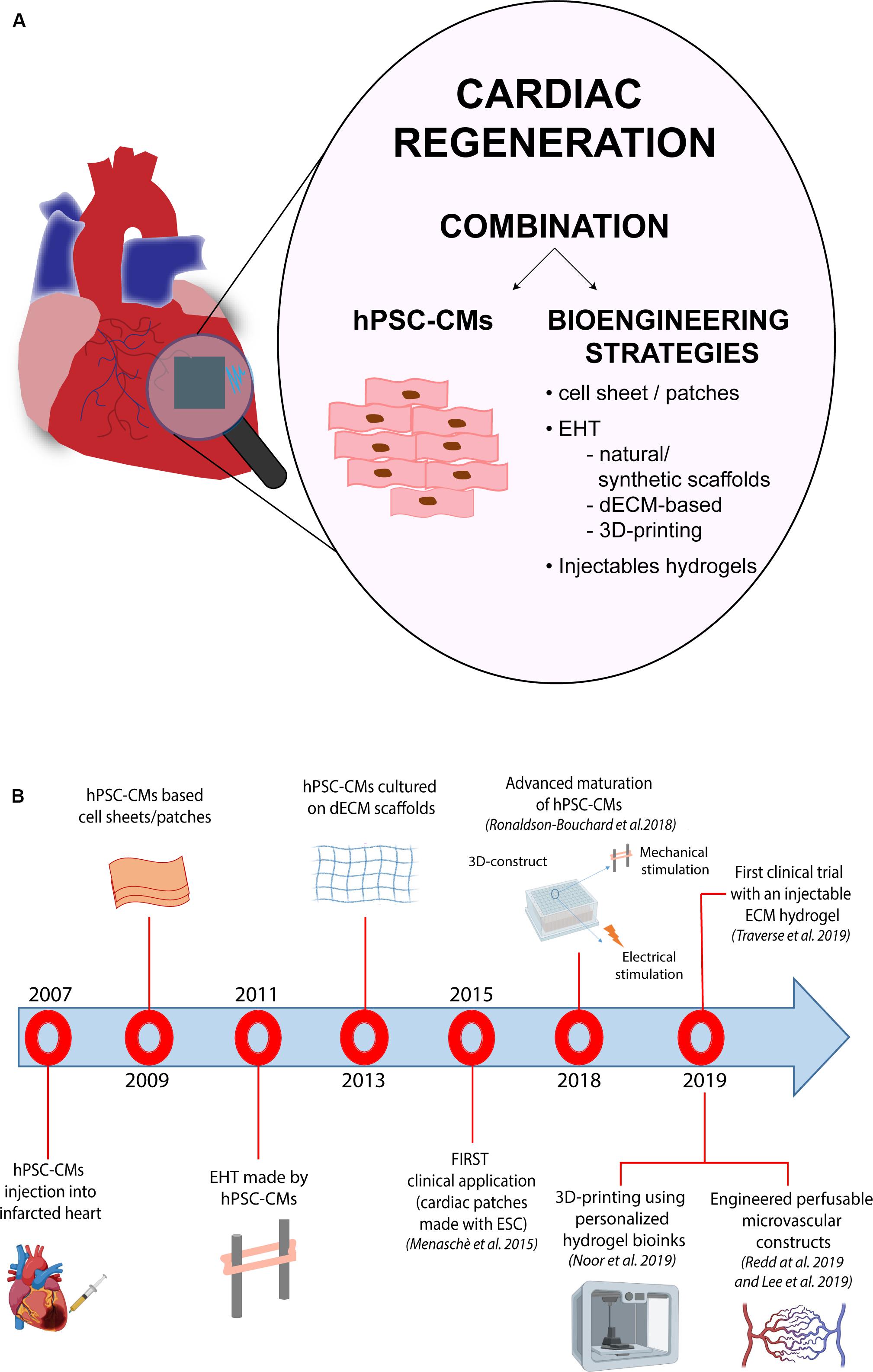 Frontiers  Toward Cardiac Regeneration: Combination of Pluripotent Stem  Cell-Based Therapies and Bioengineering Strategies