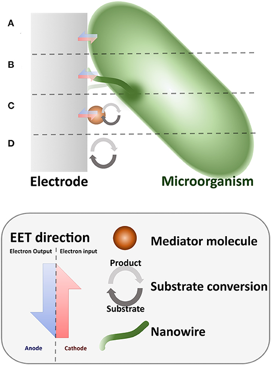 Electrochemically Generated Interfacial pH Change: Application to