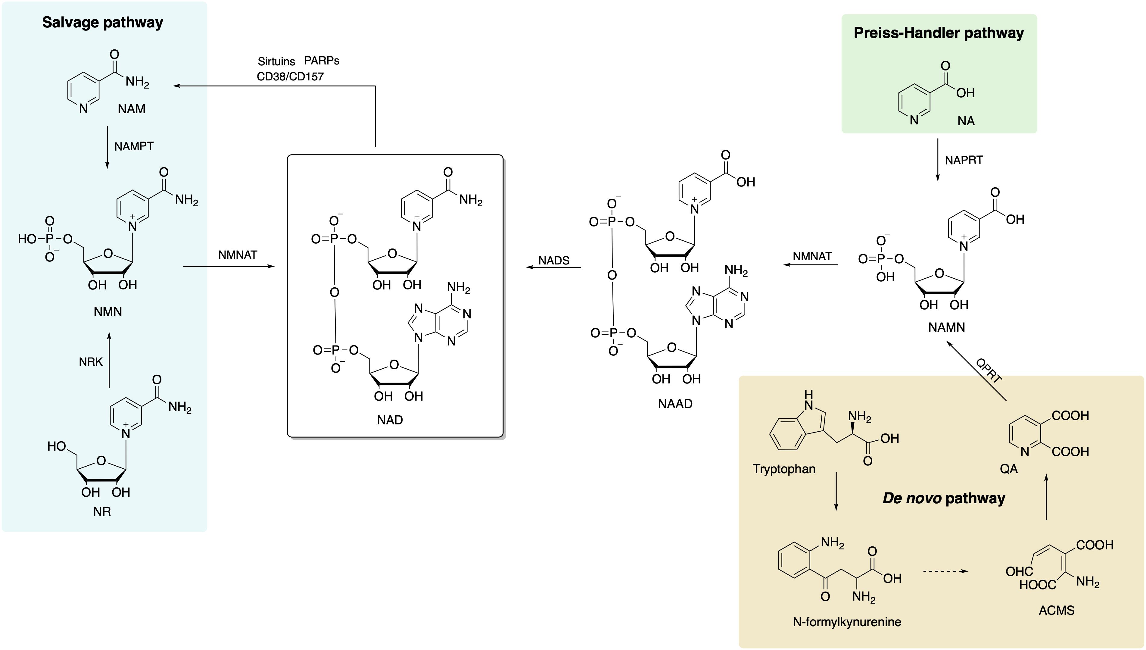 Recent advances of targeting nicotinamide