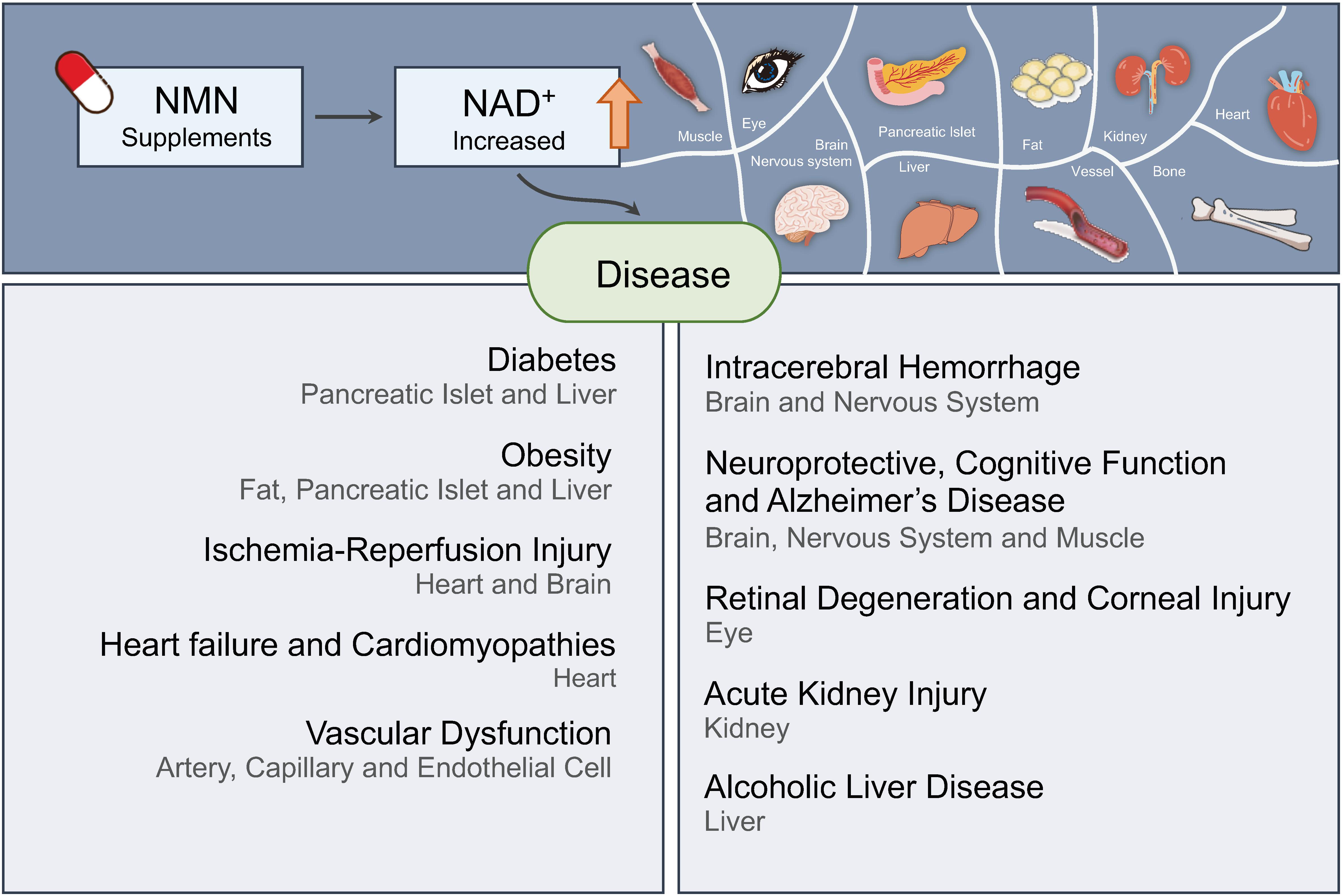 Frontiers | Nicotinamide Mononucleotide: A Promising Molecule for ...