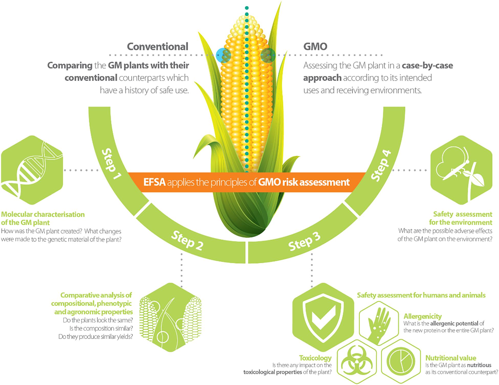 What are GM crops and how is it done?