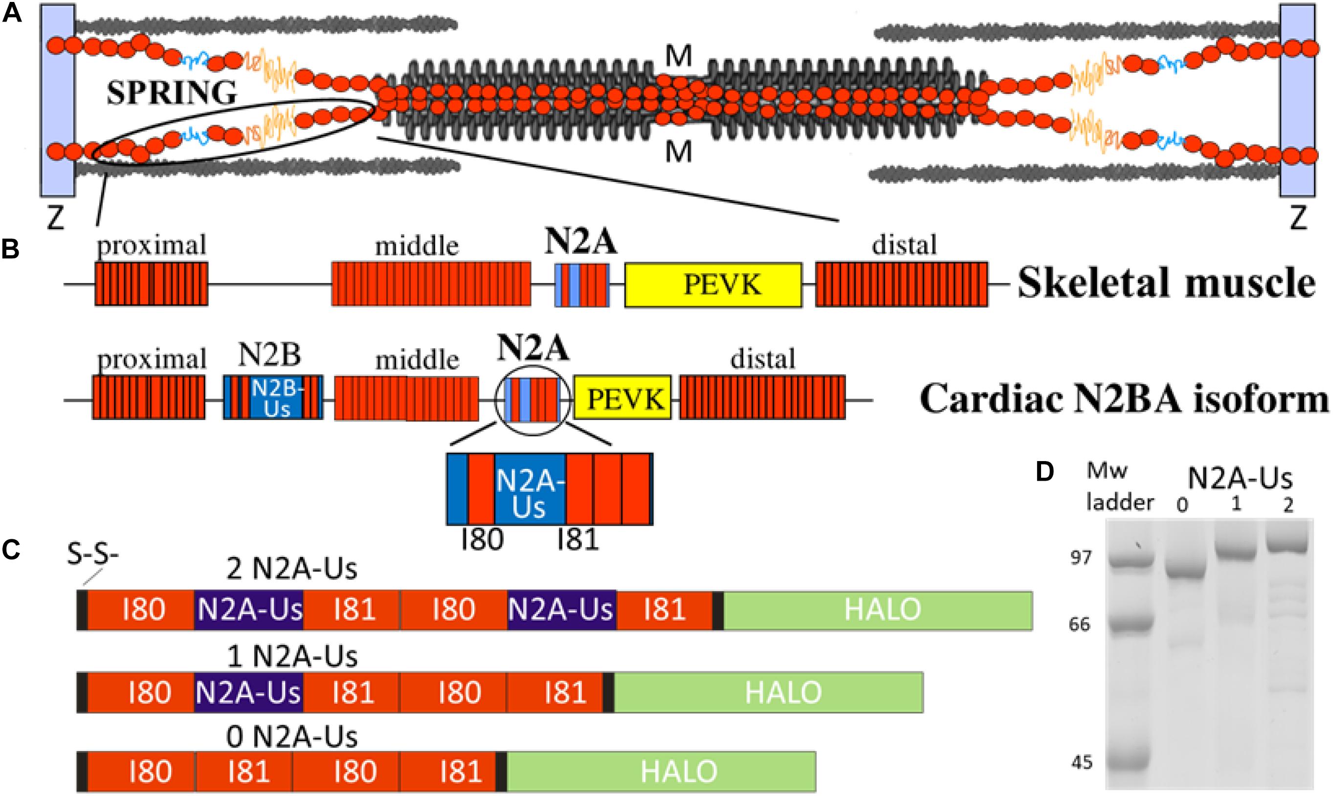 Frontiers Single Molecule Force Spectroscopy On The N2a Element Of Titin Effects Of Phosphorylation And Carp Physiology