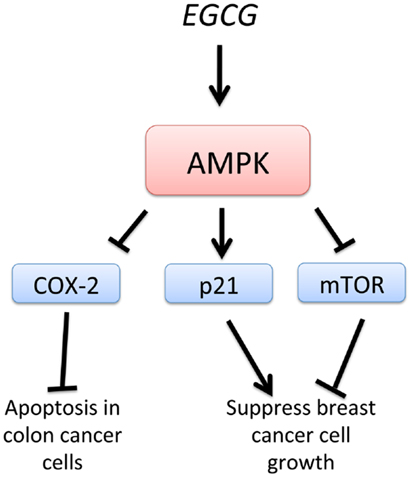 Frontiers | Targeting the AMP-Activated Protein Kinase for